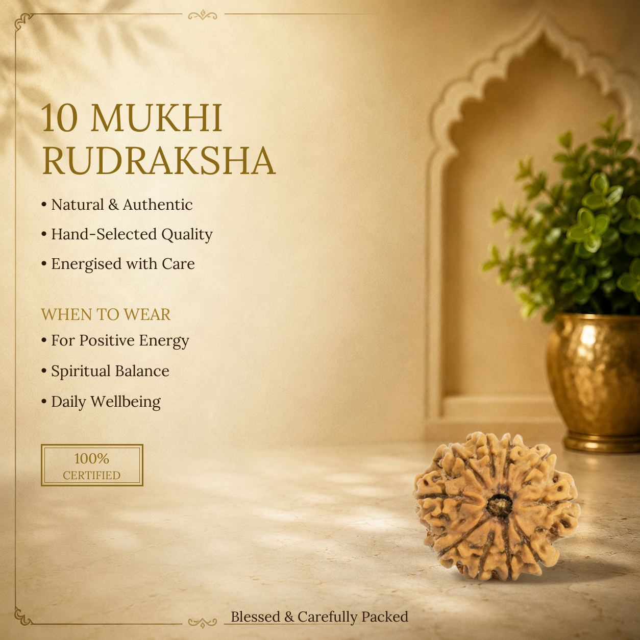 10 Mukhi Rudraksha - image 2