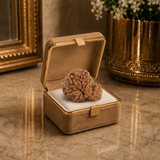 Garbh Gauri Rudraksha