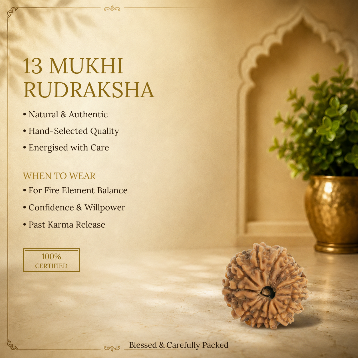 13 Mukhi Rudraksha - image 2