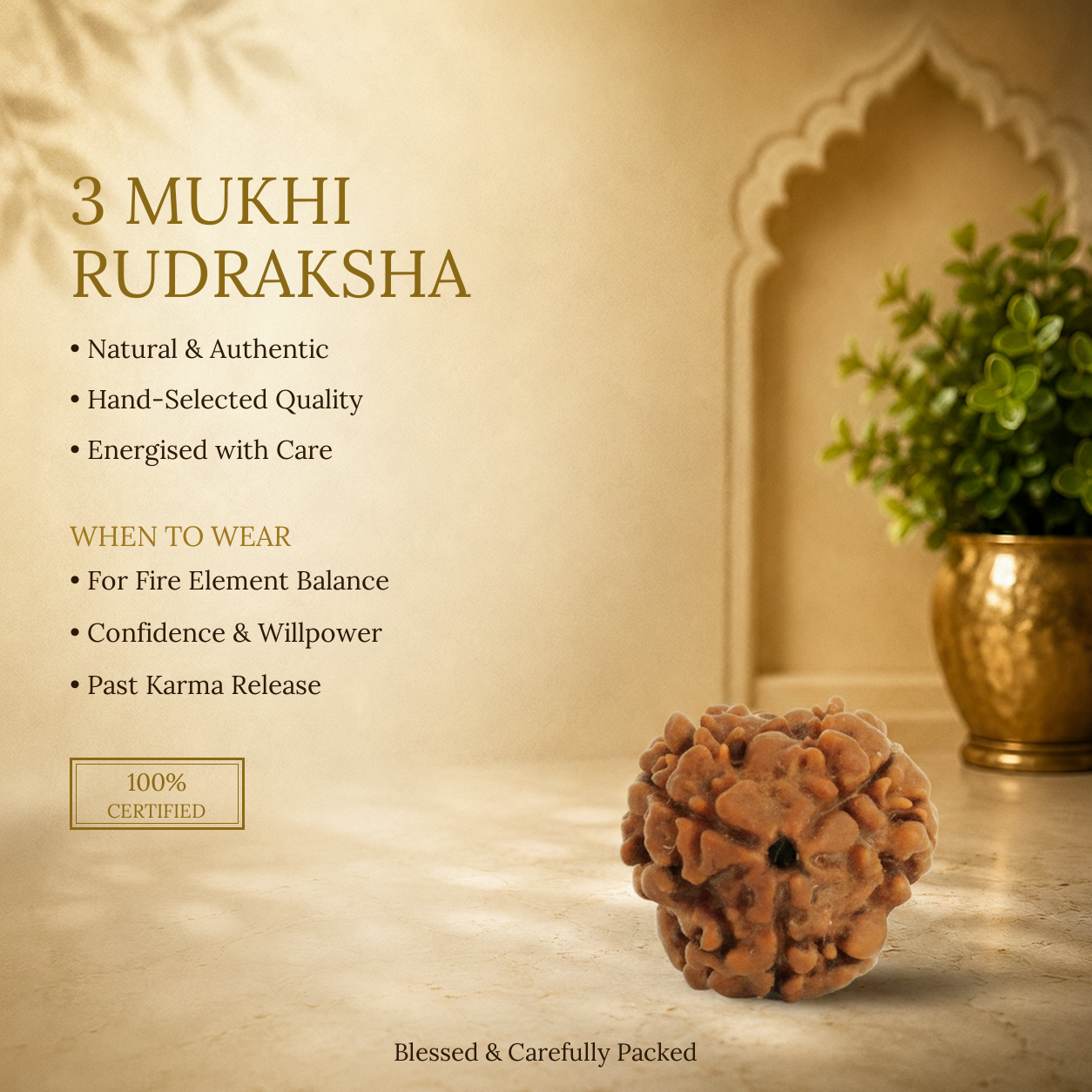 3 Mukhi Rudraksha - image 2