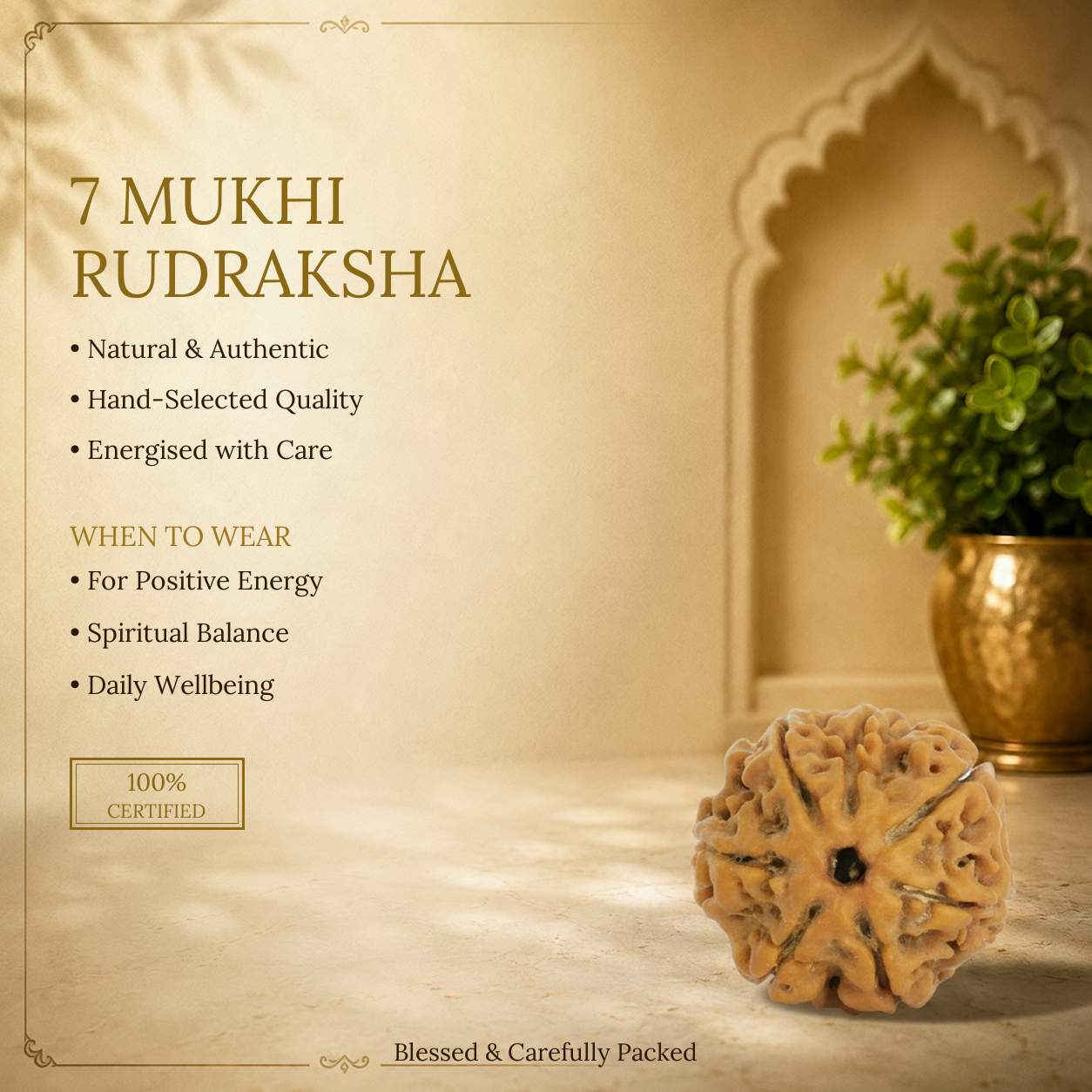 7 Mukhi Rudraksha - image 2