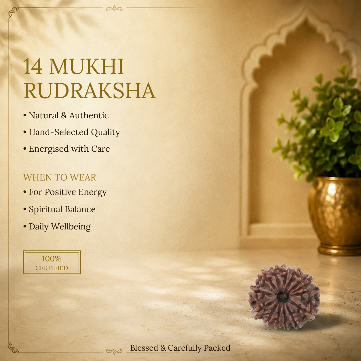 14 Mukhi Rudraksha - image 2