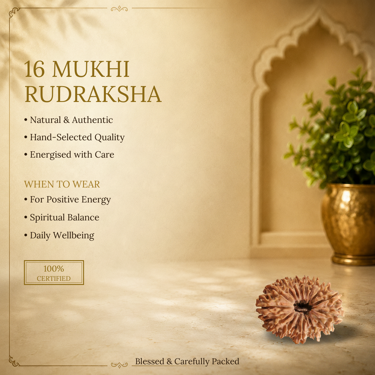 16 Mukhi Rudraksha - image 2