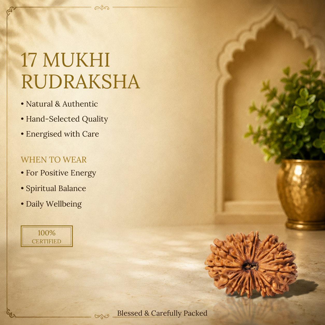 17 Mukhi Rudraksha - image 2