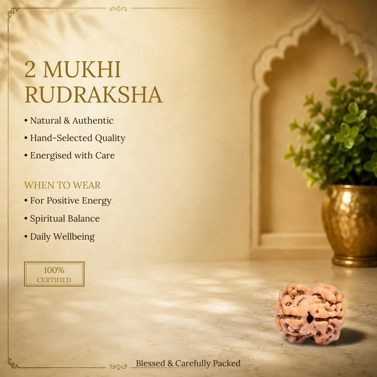 2 Mukhi Rudraksha - image 2